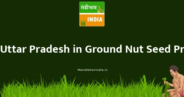 Ground Nut Seed भाव